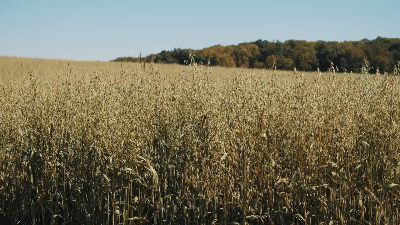 A green-gold grain field in sunlight with a low tree-lined horizon. Stock footage; filming location unverified, not a pilot farm.